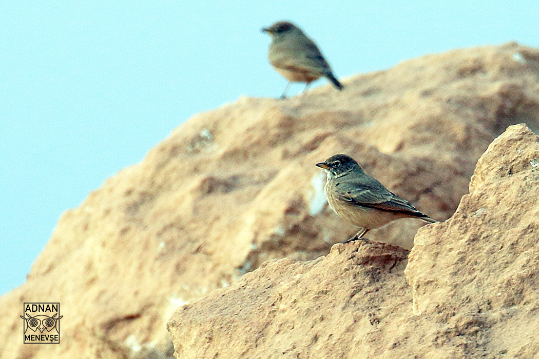 Desert Lark